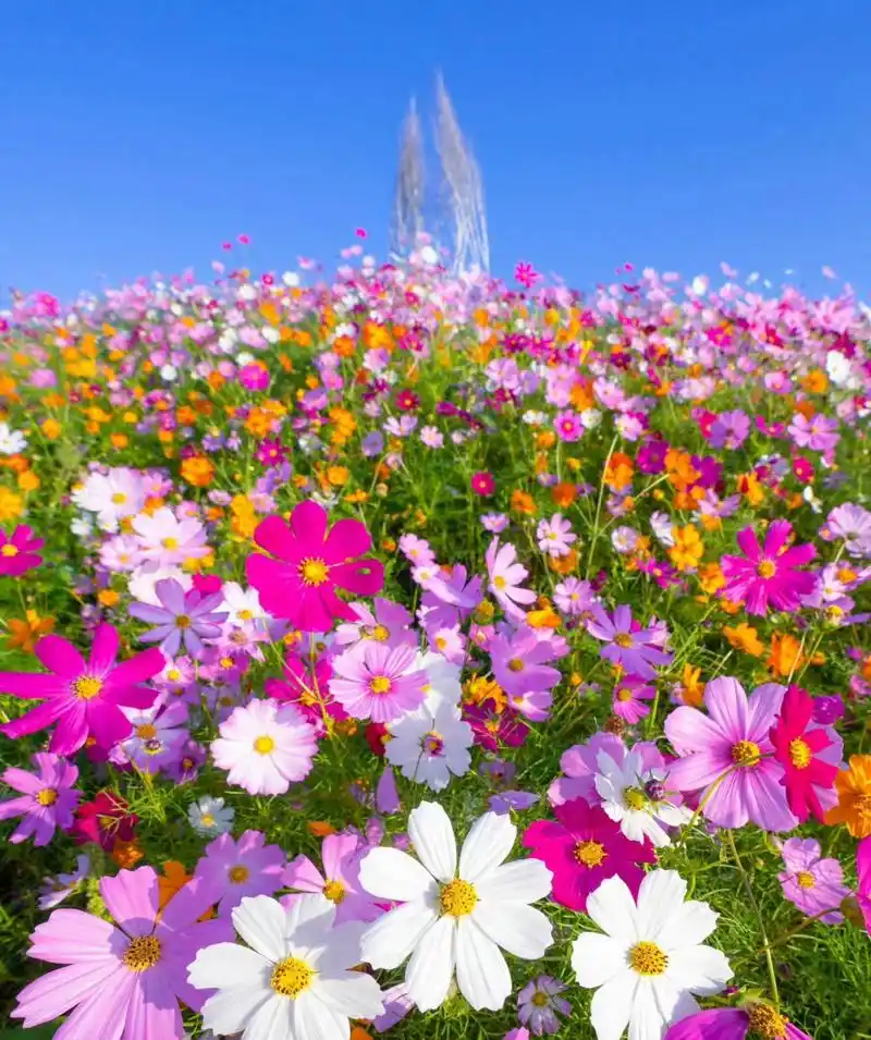 这是格桑花,五颜六色格桑花,好漂亮的小花花 ,91捕捉了一些美好的