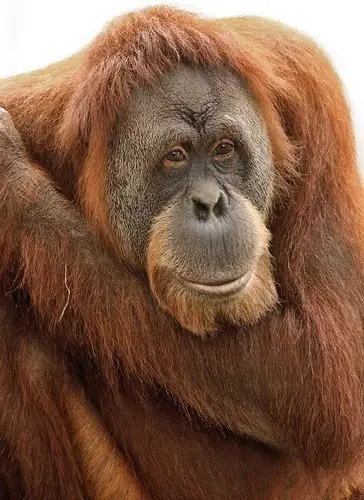 orangutan portrait by papatheo