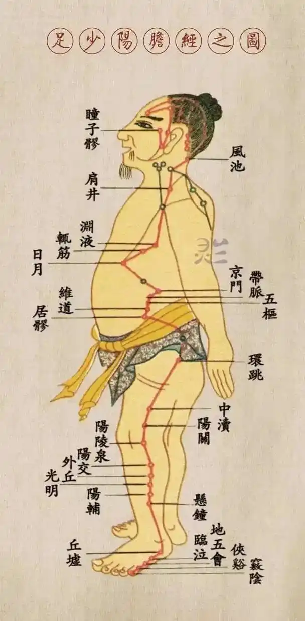 足少阳胆经.十二经脉之一 ,足阳经其一  子午流注时辰23- - 抖音