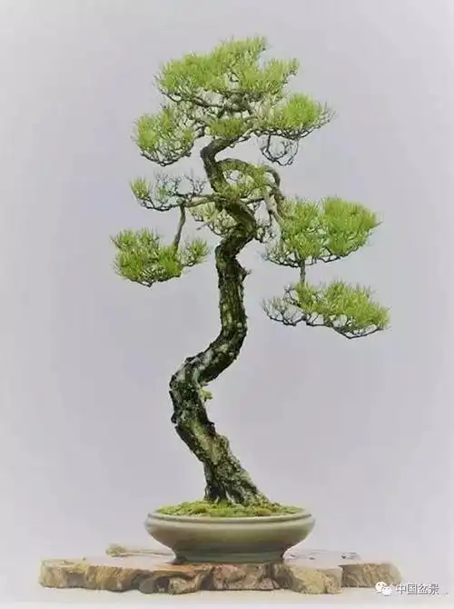 松树盆景怎样矮化