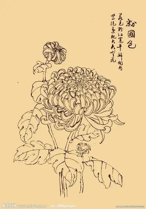 白描-菊-转 - 堆糖,美图壁纸兴趣社区