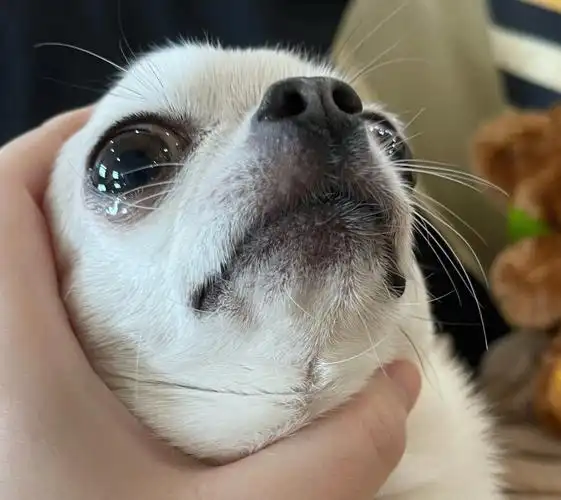 只要狗头抬起来眼泪就不会掉