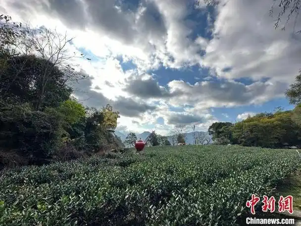 十月底,甘肃省陇南市文县碧口镇马家山村,茶园星罗棋布.杨娜 摄