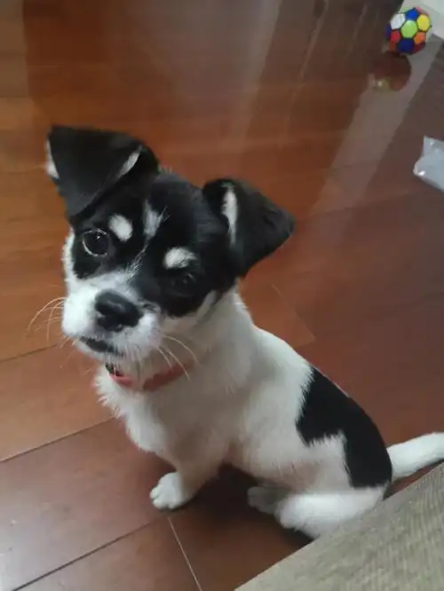 白黑色田园犬走丢,还望见到者联系,拜托了!