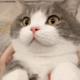 网红猫咪土豆表情包第十六弹