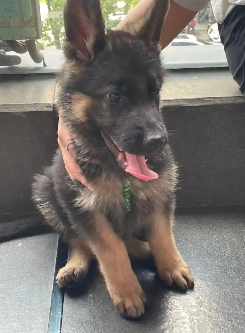 小德牧一个月的变化 图16615是两个月左右 图26615三个月多一