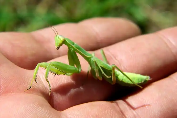 螳螂,昆虫界战斗力爆表的刀客,却终难敌人性的贪婪_手机搜狐网