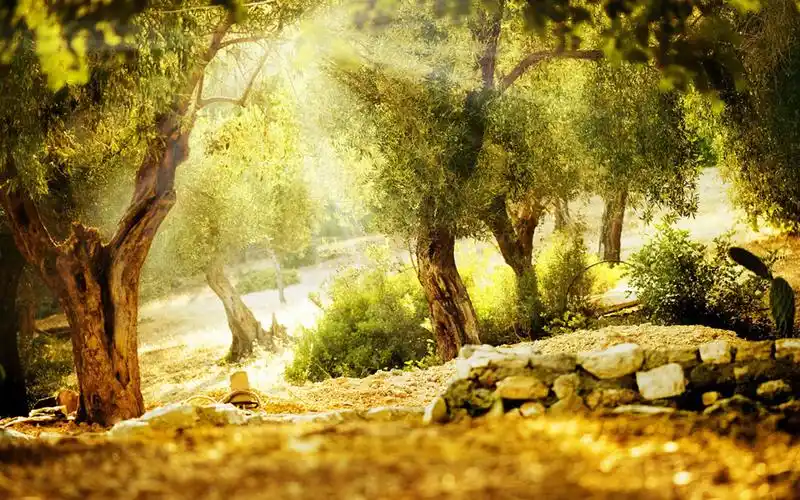 唯美治愈自然风景图片桌面壁纸