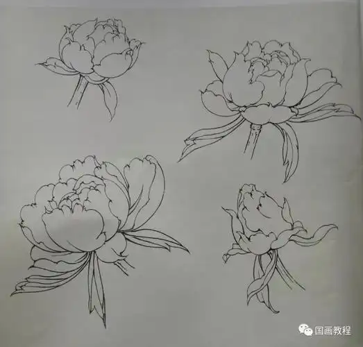 工笔牡丹的画法—《富贵图》步骤