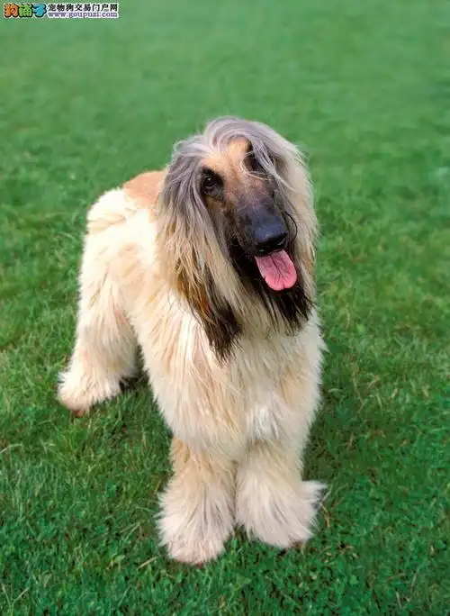 阿富汗猎犬图片