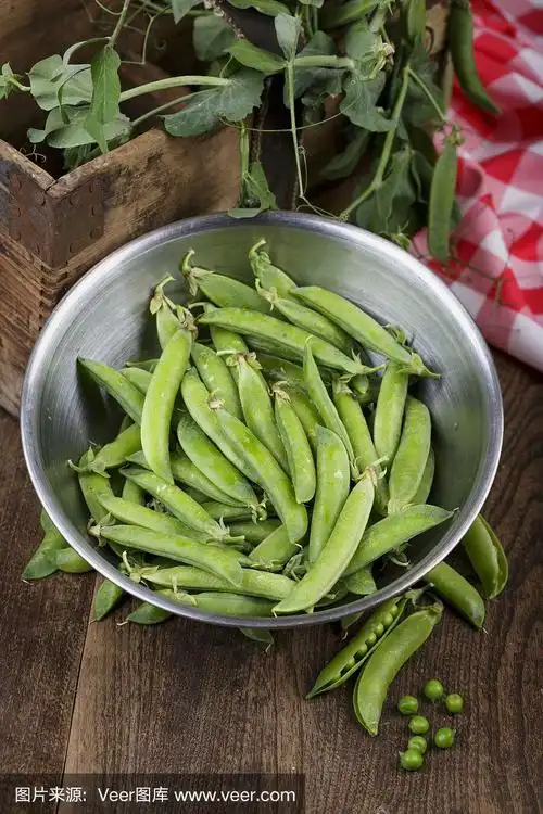 新鲜采摘的生有机绿色蔬菜豌豆