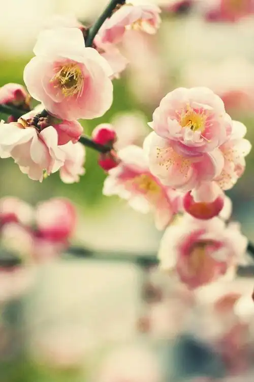 清新植物高清手机壁纸