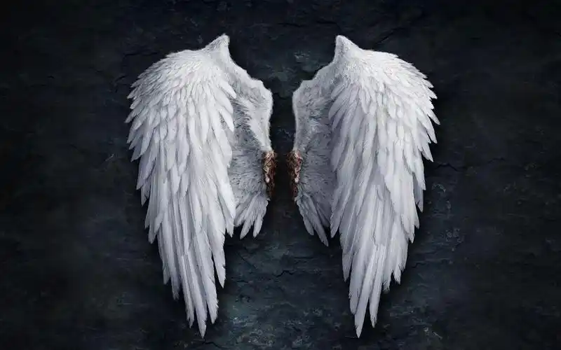 印象中有一张跟下图样式一样的黑色翅膀图, 跪求