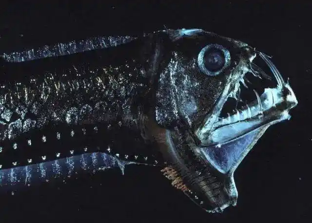 这8种比较恐怖的深海生物你知道几个呢