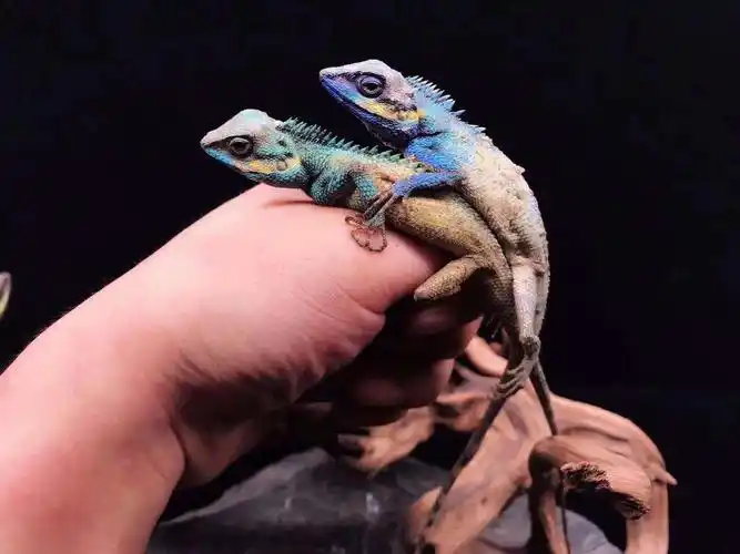 延川宠物蜥蜴白唇树蜥