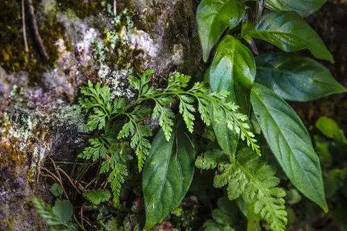 横走茎,柄长8~18cm,叶 15~25cm,三至四回羽状深裂,长卵形,末裂片窄.