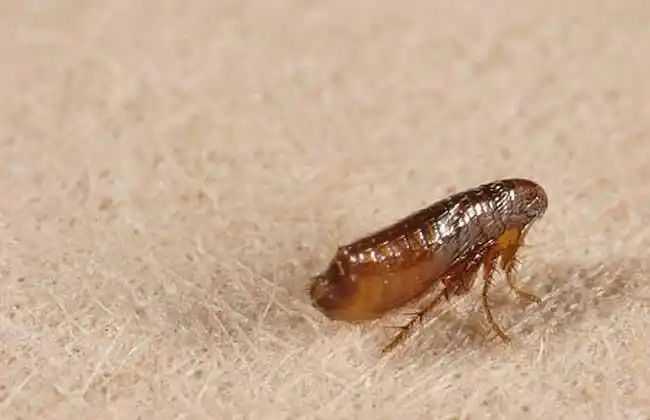 虱子和跳蚤的区别