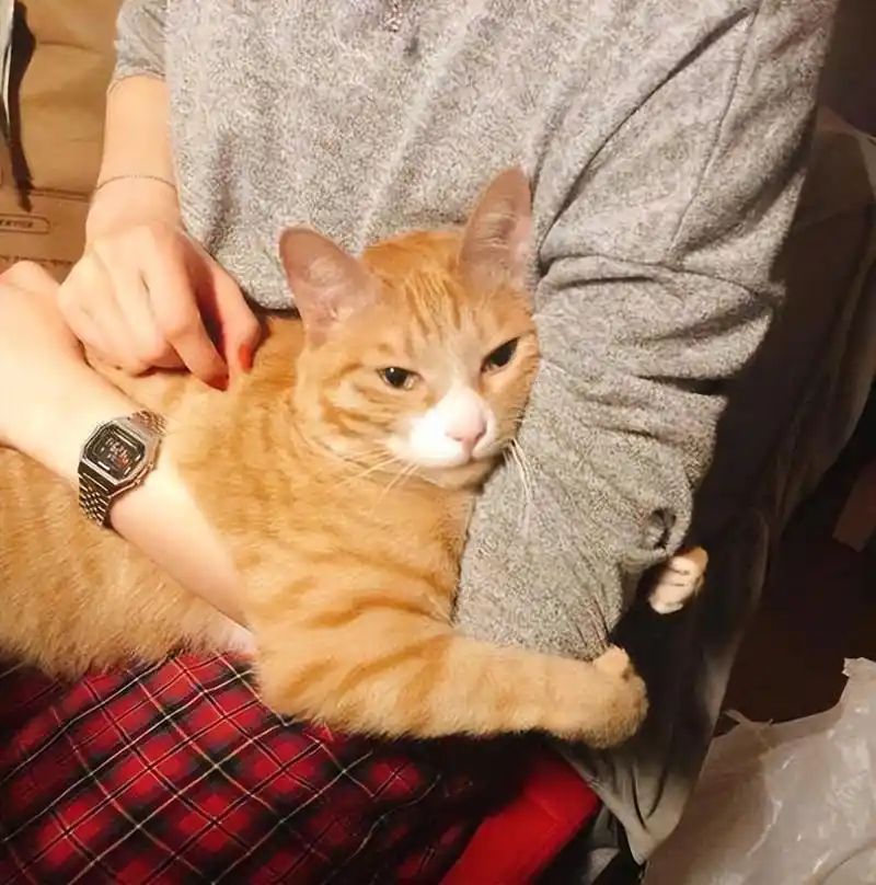 猫咪钻进你的怀里,不是因为爱你,而是有事求你