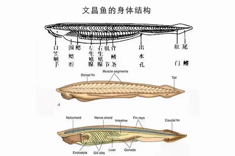 原创章鱼已经进化5亿年了为何没像人类一样进化成智慧物种
