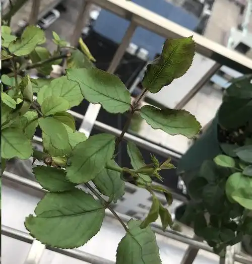 月季新芽畸形怎么回事?这一害要重视,严重了月季直接黑杆!