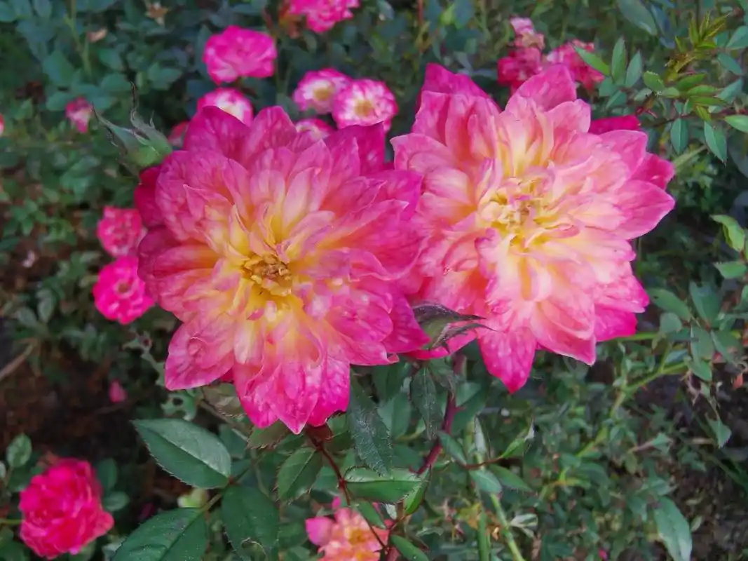 婴儿假面舞会,英文名baby masquerade,德国月季,微型灌木品种,株型