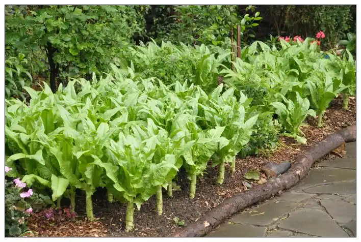大树下空着的地全种了莴笋,每天的洗米水洗菜水就供应这块地,莴笋长势