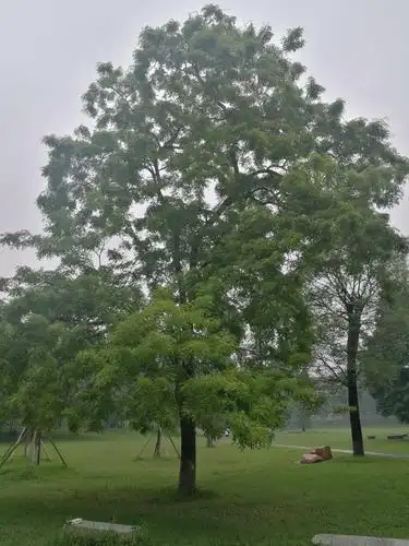 在华农大看见一棵降香黄檀