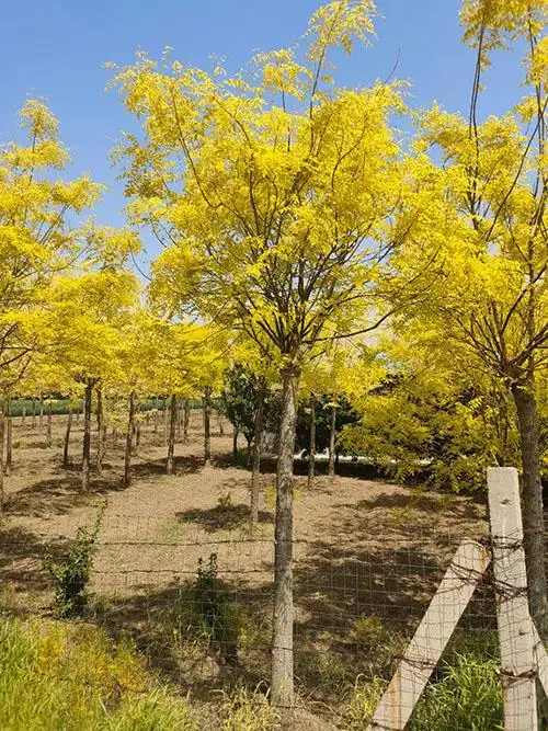 「黄金槐」最新黄金槐_价格_图片_产地批发报价表-河北保定花木人苗木