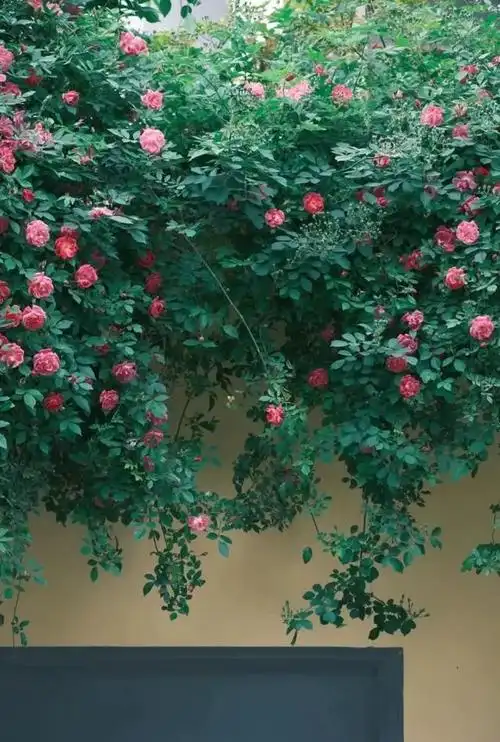 一处蔷薇花,红遍金陵城!