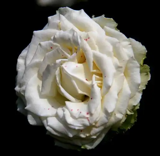 和平之花 - 佳能 eos 550d(配18-200mm is 镜头) 样张 - pconline数码