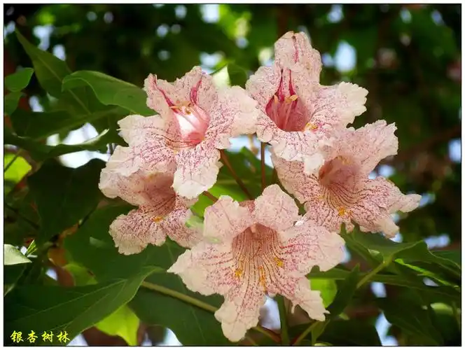 楸树图片与介绍