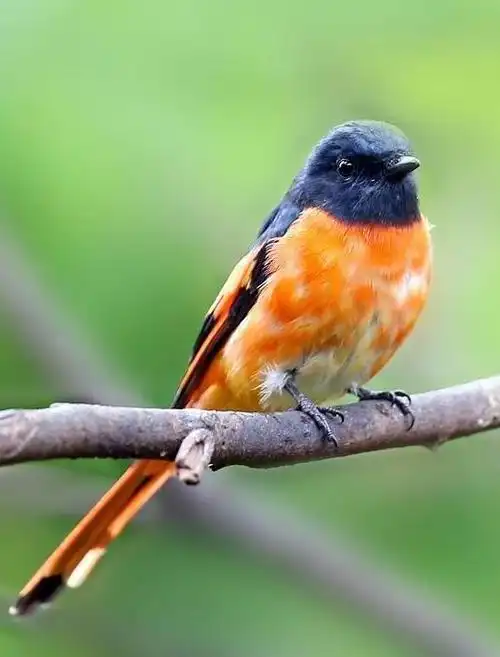 pericrocotusethologus)为山椒鸟科山椒鸟属的鸟类