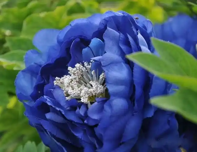 最蓝的牡丹一一蓝田玉