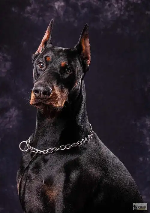 双血统德系杜宾犬