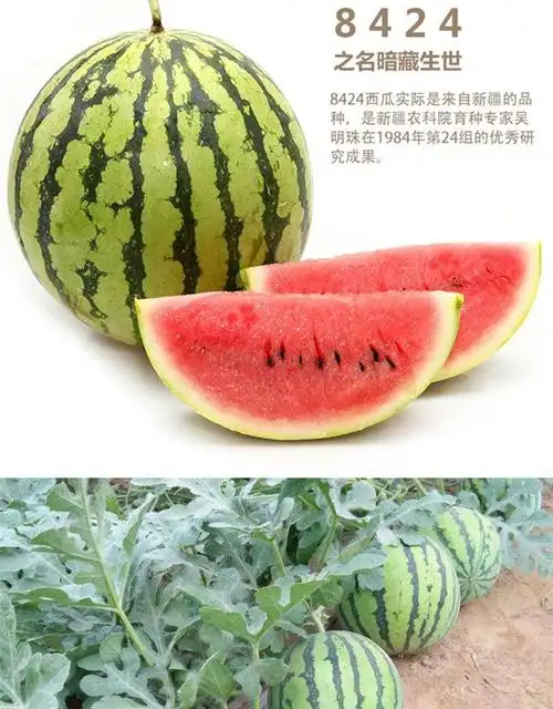 早佳8424西瓜种子麒麟瓜种籽礼品甜瓜糖度高脆甜口感好不裂果 早佳