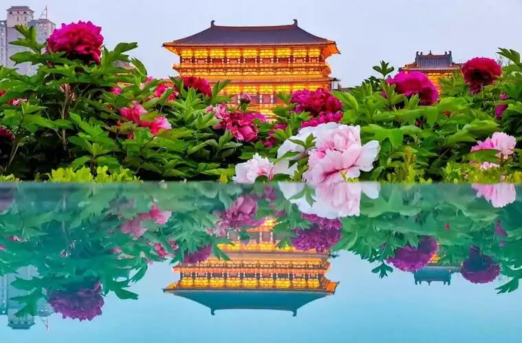 话洛阳牡丹盛开时心归洛阳城