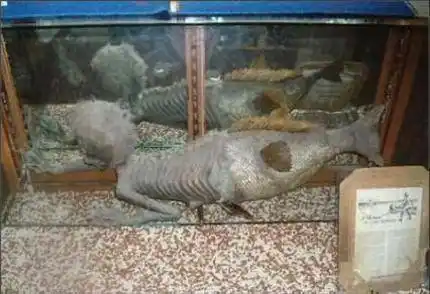 揭秘中国现完整美人鱼尸体