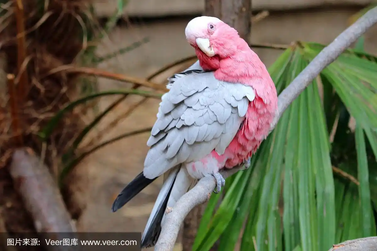 粉红凤头鹦鹉,摆拍,粉色,灰色,白色