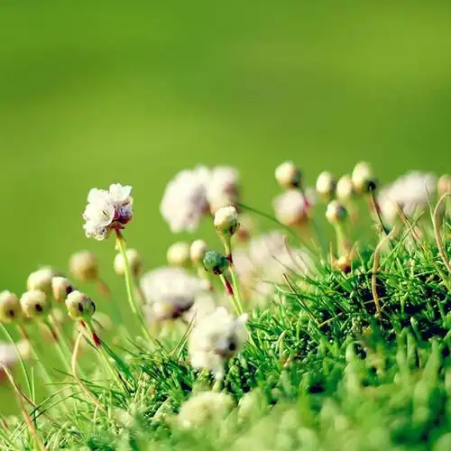 绿意盎然的草地_微信头像风景图片_扣扣居