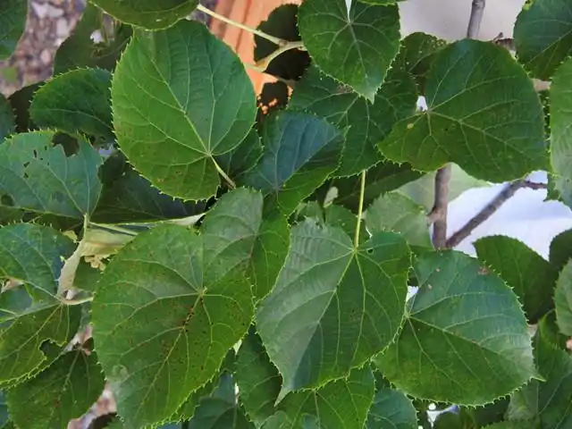 不过今天要和大家分享的并不是好喝的椴树蜜,而是用椴树叶子做出来的