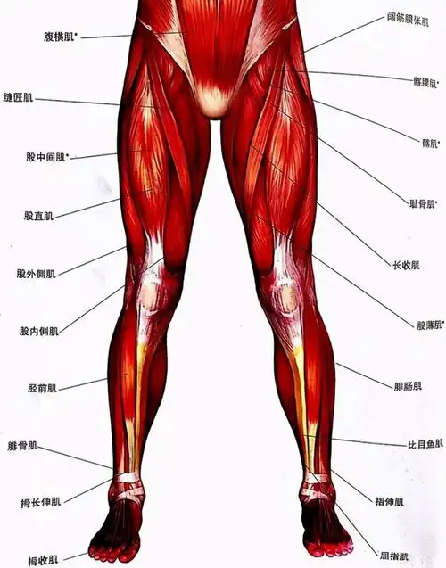通过图片可以看到我们的腿部由多个肌肉群组成.