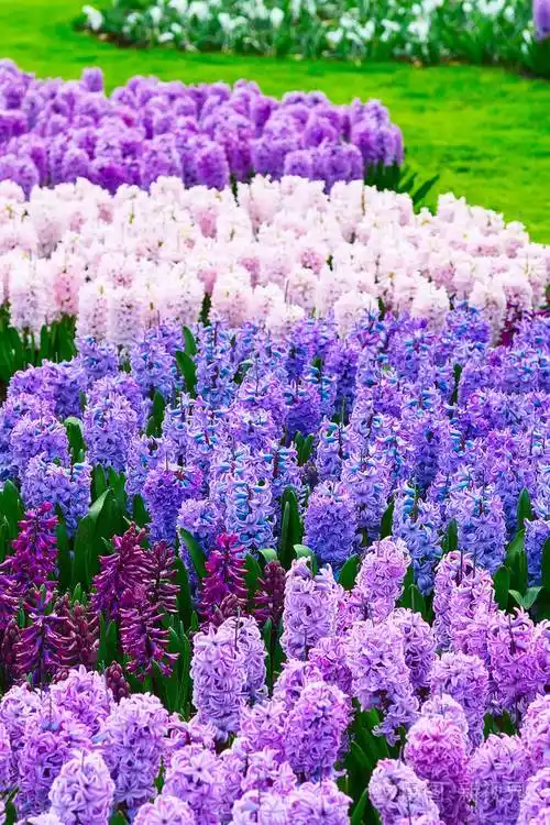 七彩风信子花朵盛开在春天的花园