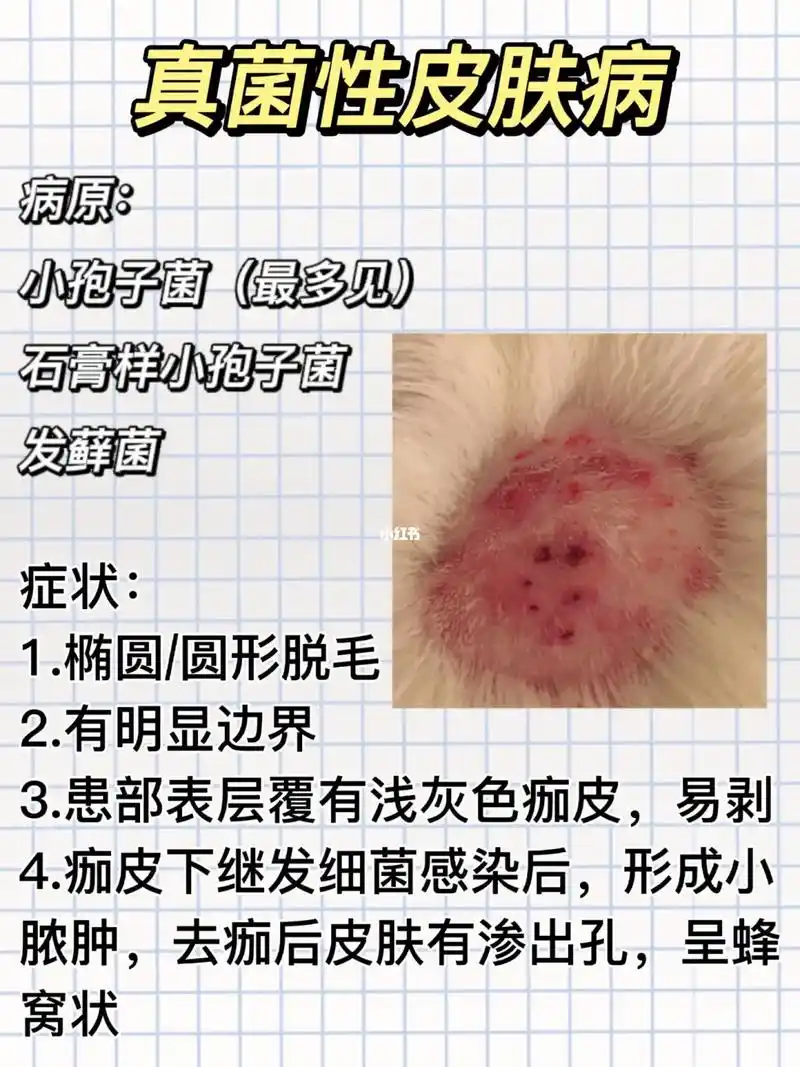 收藏起来 有备无患#自繁自养 #狗皮肤病 #养狗经验分享 - 抖音