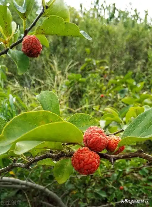 有"帝王木"之称的柘木,寸木寸金,为什么大家都不敢种植?