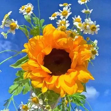 高清精美的唯美意境鲜花头像