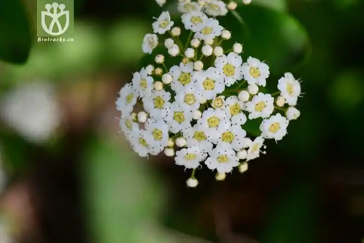 毛果绣线菊(spiraea trichocarpa) (3).