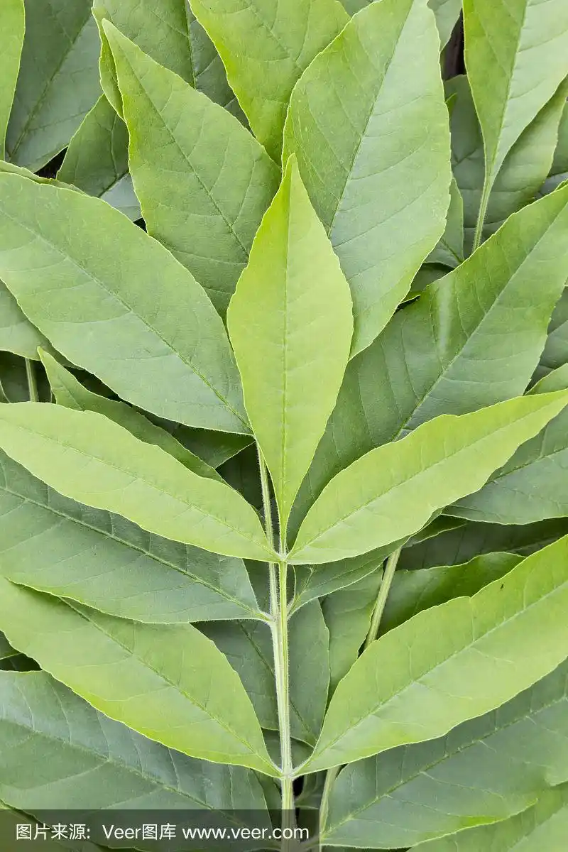 背景的白蜡树树叶