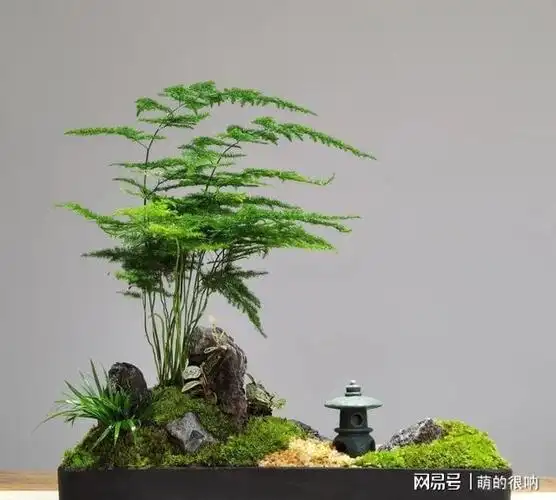 文竹盆景怎么养(云竹盆景造型图片)