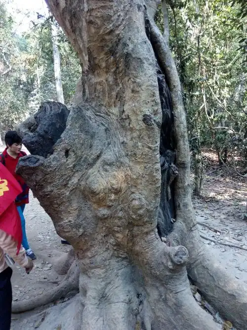 贵族(塔普伦庙路旁的红酸枝树,树龄约九百年)