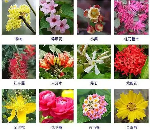 花的种类,开花"密匝匝"(花的种类和寓意)